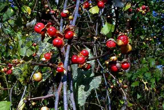 American Bittersweet Vine