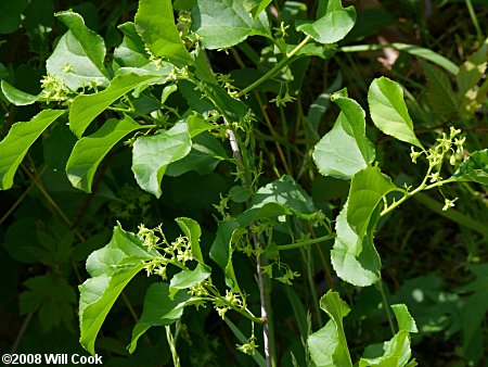 American Bittersweet Vine