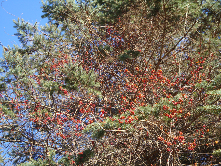 American Bittersweet Vine