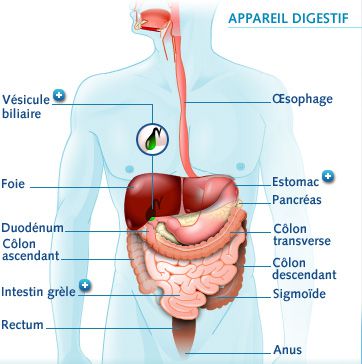 Anatomie Du Systeme Digestif