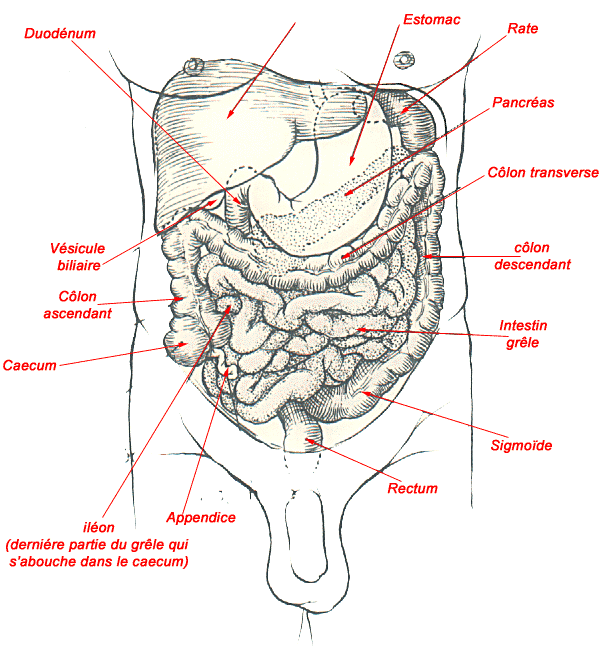 Anatomie Du Systeme Digestif