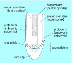 Apical Meristem Diagram