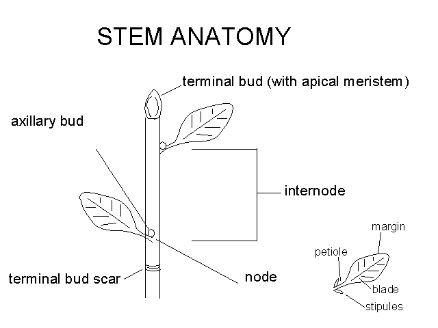 Apical Meristem Diagram