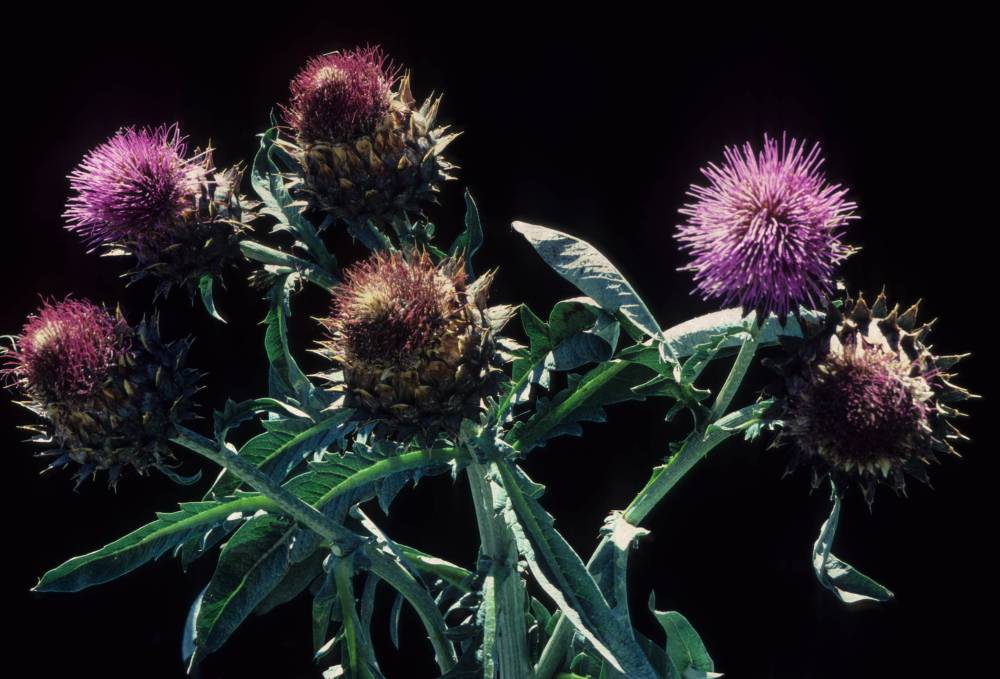 Are Thistles Weeds