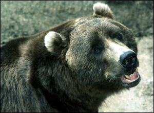 Bears In Europe