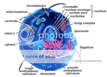 Cell Organelles Analogies