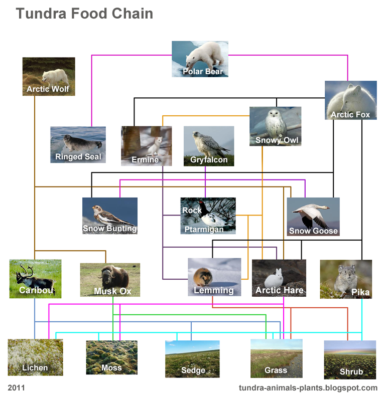 Food Chain Of Animals And Plants