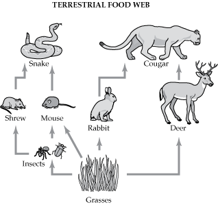 Food Chain Of Animals And Plants