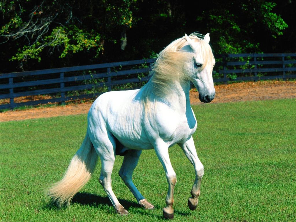 Horse White Face