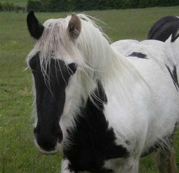 Horse White Face