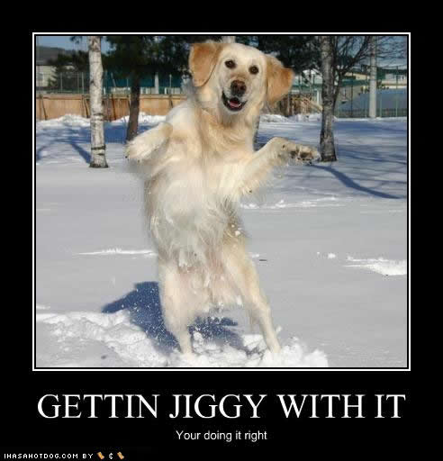 Jiggy The Dog What Kind Of Dog