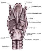 Larynx Posterior