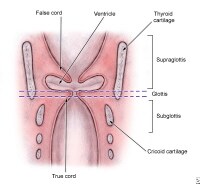 Larynx Posterior Commissure