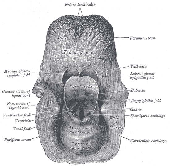 Larynx Posterior Commissure