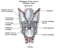 Larynx Posterior Commissure