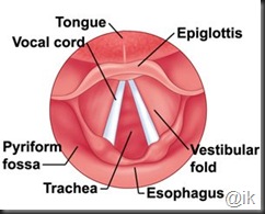 Larynx Posterior Commissure