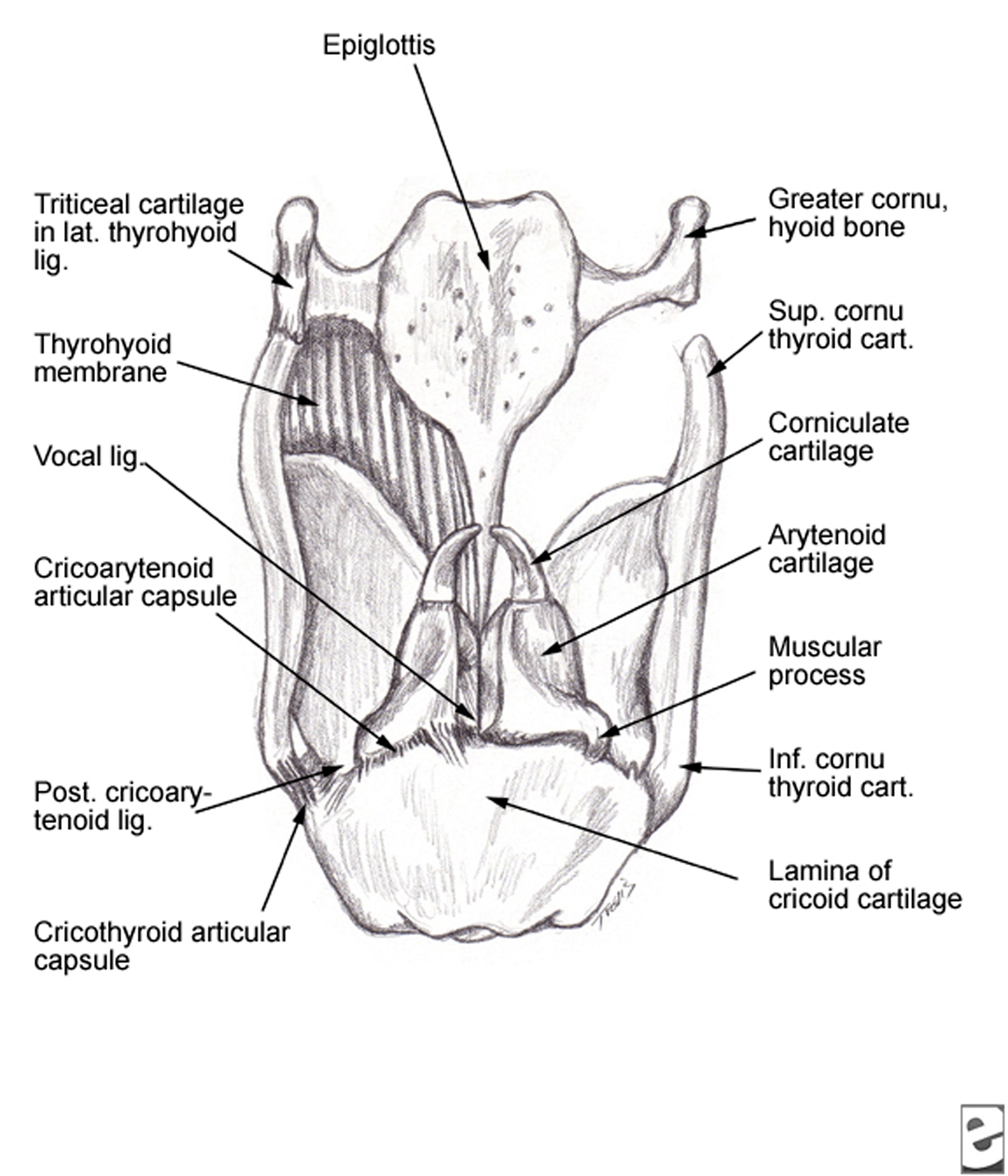 Larynx Posterior Commissure