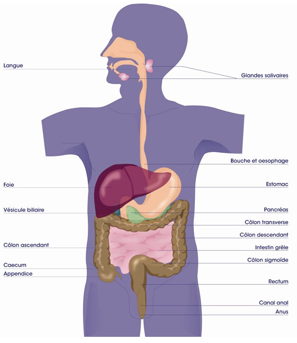 Le Systeme Digestif Humain