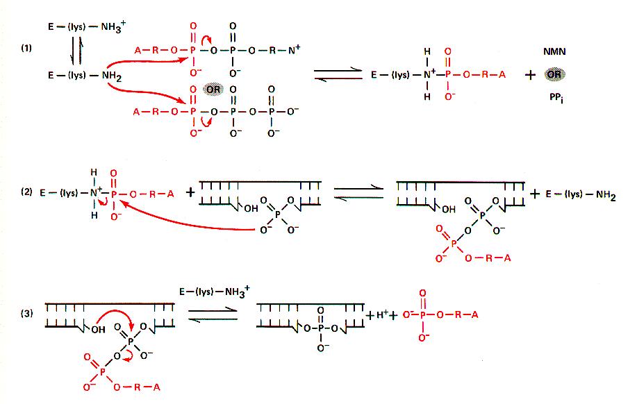 Ligase Enzyme