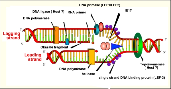 Ligase Enzyme In The Replication Of Dna