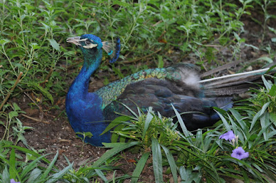 Peacocks Habitat