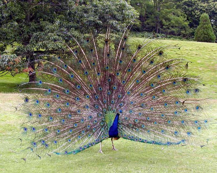 Peacocks Habitat