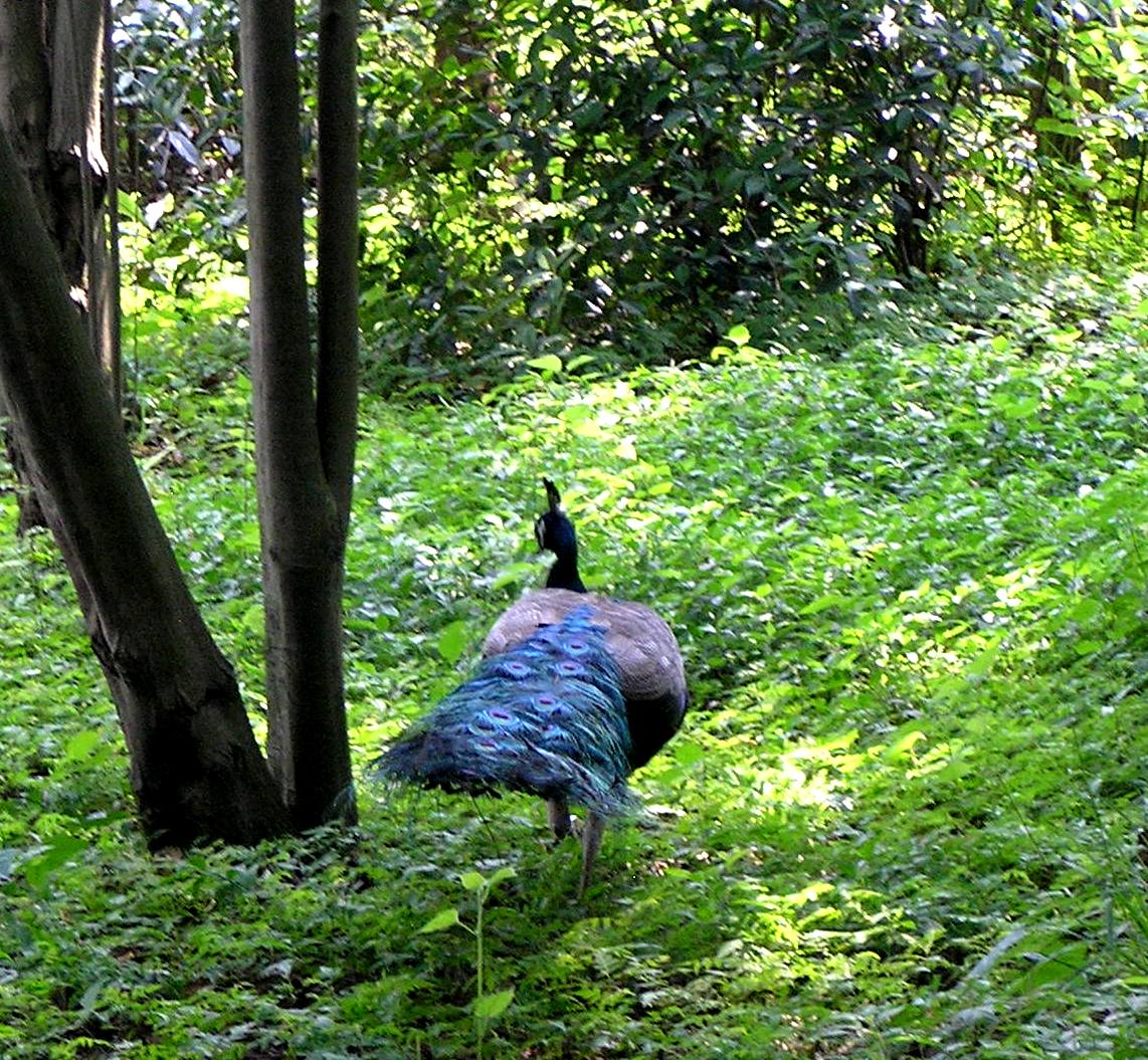 Peacocks Habitat