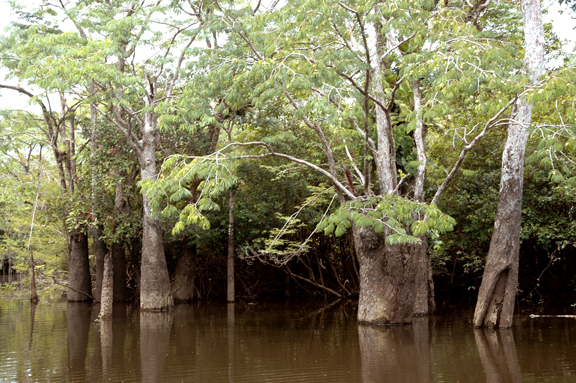 Peacocks Habitat