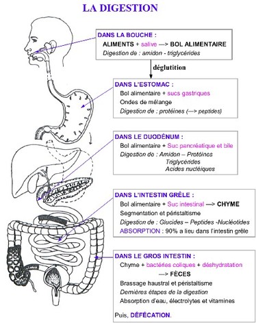 Physiologie Du Systeme Digestif