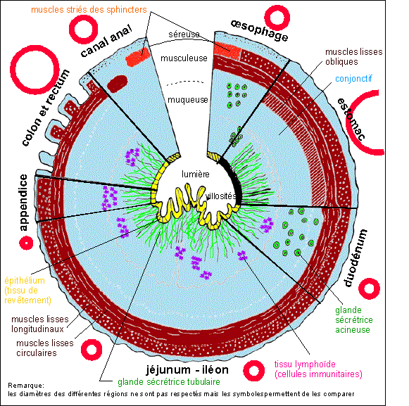 Physiologie Du Systeme Digestif