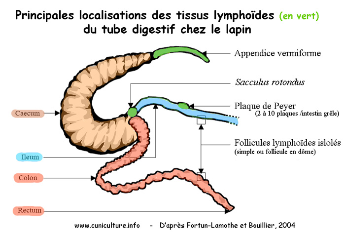 Physiologie Du Systeme Digestif