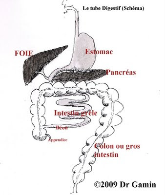 Physiologie Du Systeme Digestif