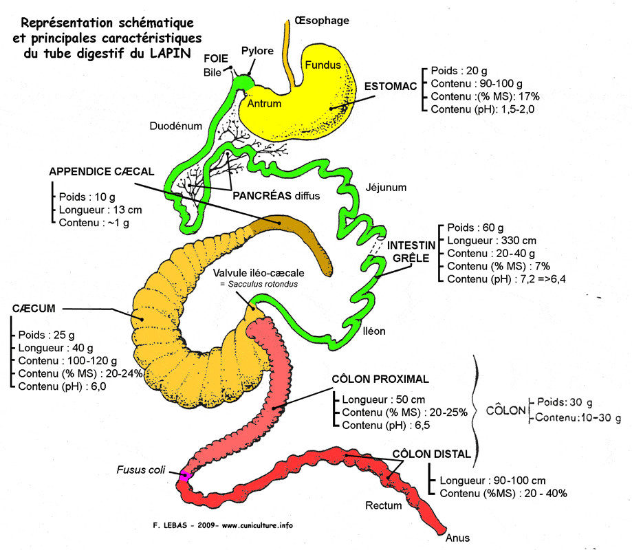 Physiologie Du Systeme Digestif