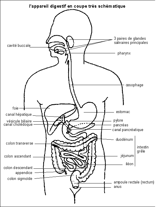 Physiologie Du Systeme Digestif