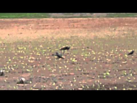 Pigeon Flapper Video