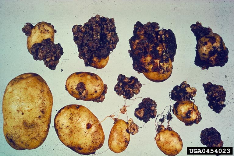 Potato Wart Disease Images