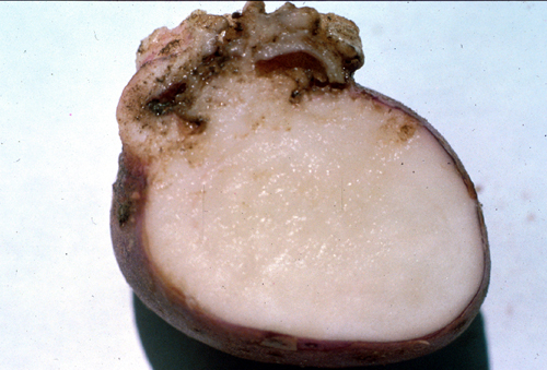 Potato Wart Disease Images