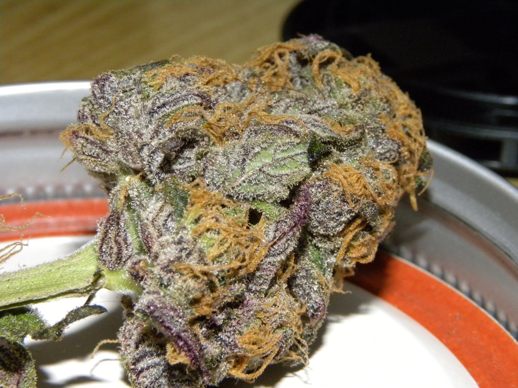 Purple Kush Hybrid