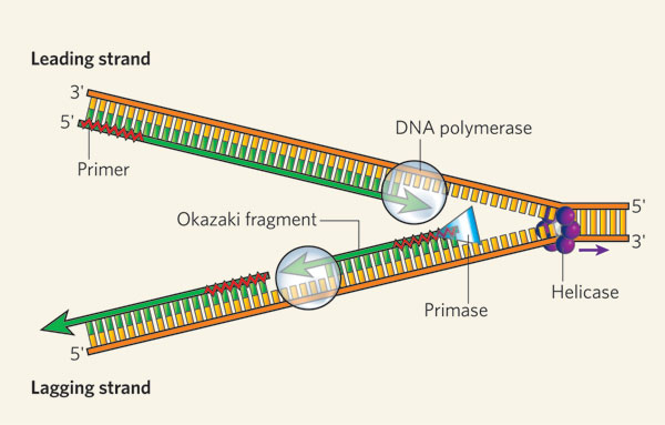 Role Of Ligase Enzyme In The Replication Of Dna