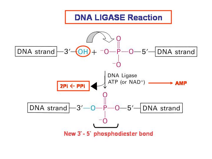 Role Of Ligase Enzyme In The Replication Of Dna