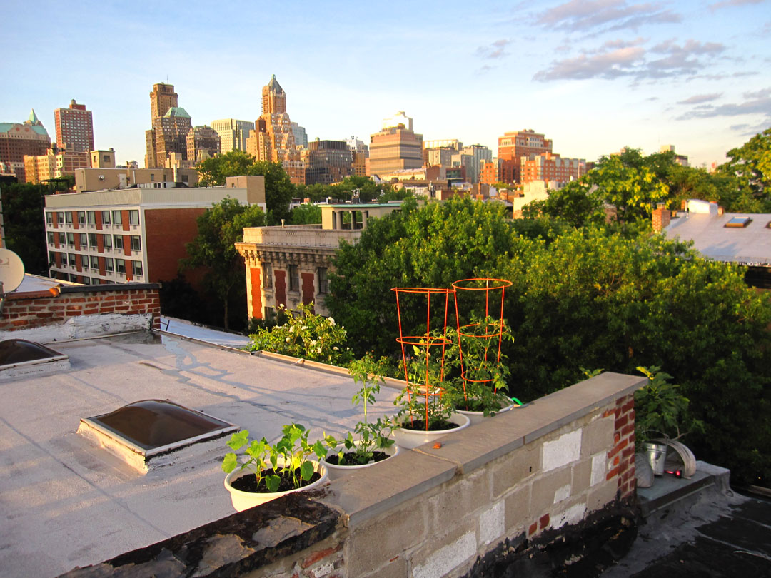 Roof Farm