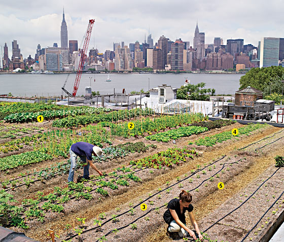 Roof Farm