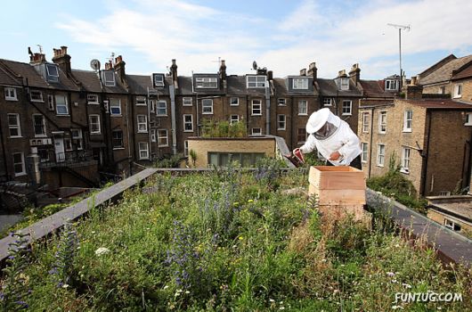 Roof Farming In India