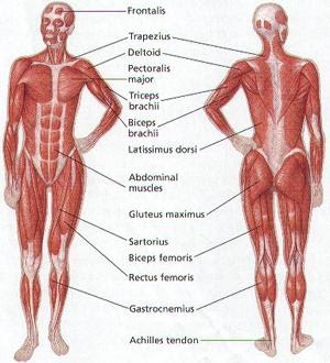 Skeletal System Muscles