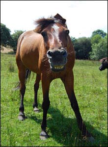 Smiling Pony