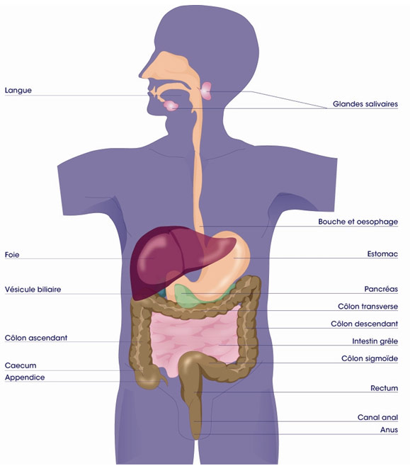 Systeme Digestif
