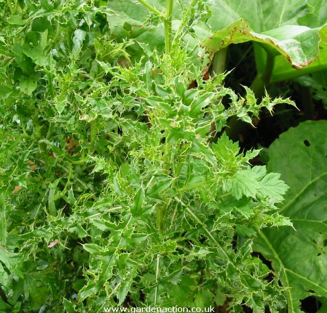 Thistles Weed